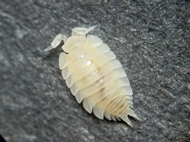 Platyarthrus hoffmannseggi - Platyarthridae - Cloporte #3608