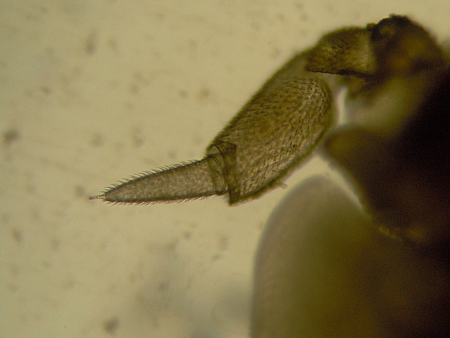 Platyarthrus hoffmannseggi - Platyarthridae - Cloporte #3609