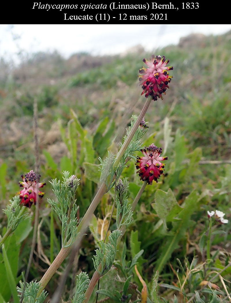 Platycapnos spicata #65909