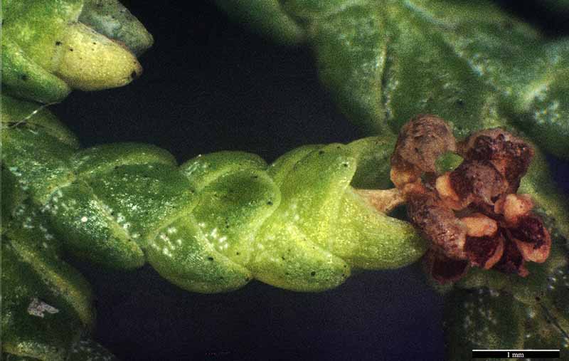 Platycladus orientalis #49622