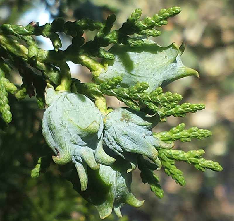 Platycladus orientalis #49617