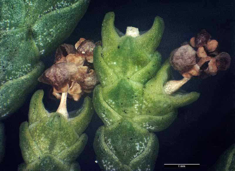 Platycladus orientalis #49621