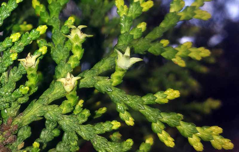 Platycladus orientalis #49611