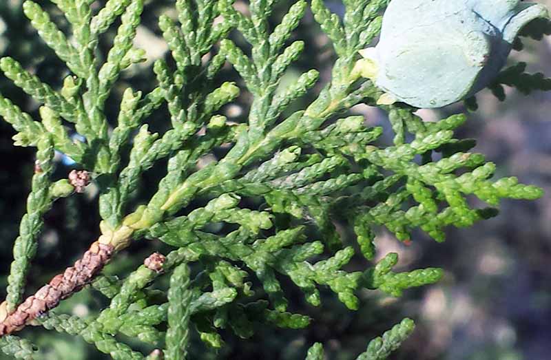 Platycladus orientalis #49610