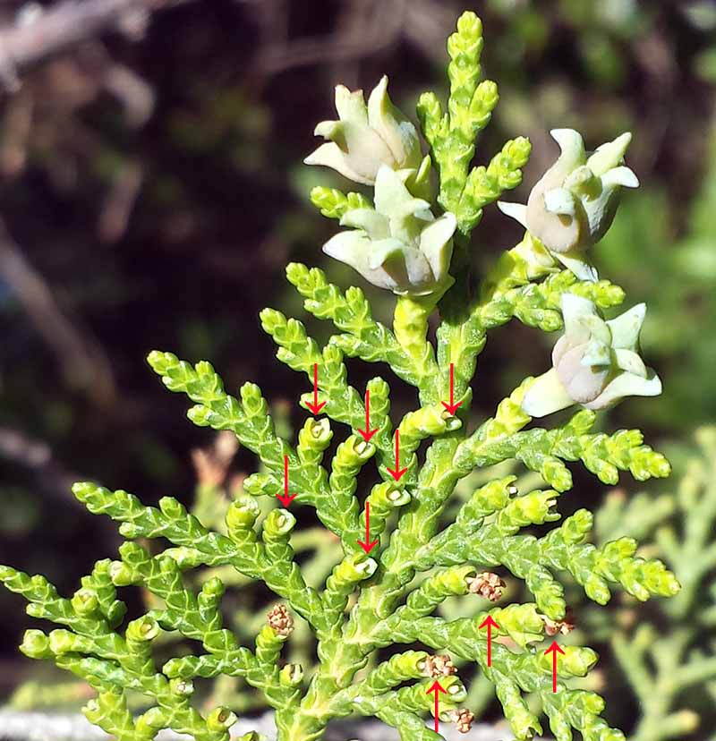 Platycladus orientalis #49620