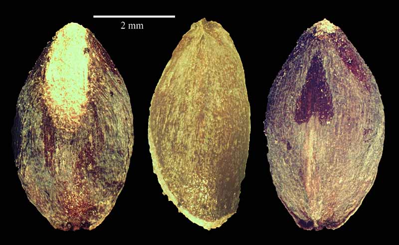 Platycladus orientalis #49619