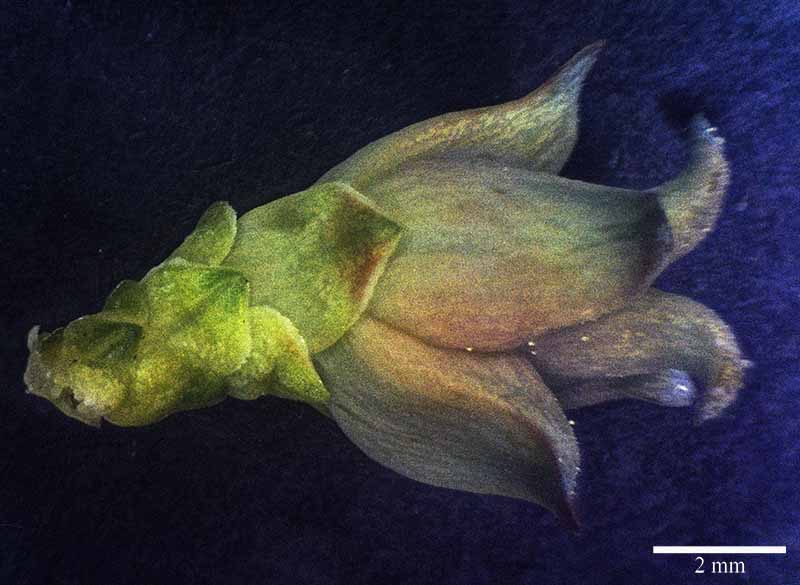 Platycladus orientalis #49612