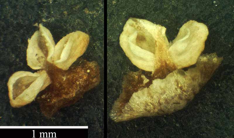 Platycladus orientalis #49623