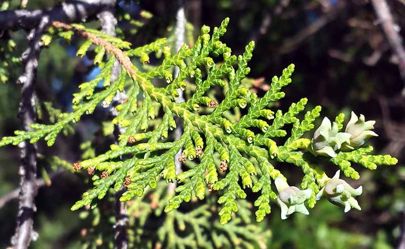 Platycladus orientalis #49614