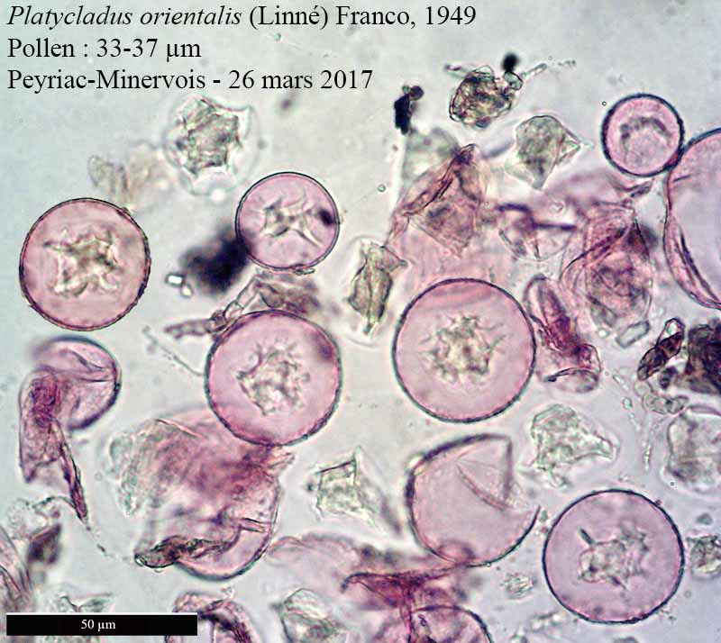 Platycladus orientalis #49624