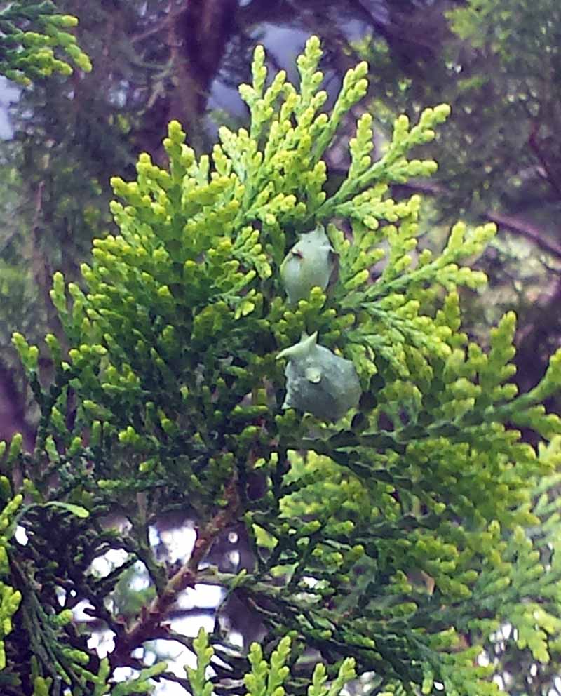 Platycladus orientalis #49609