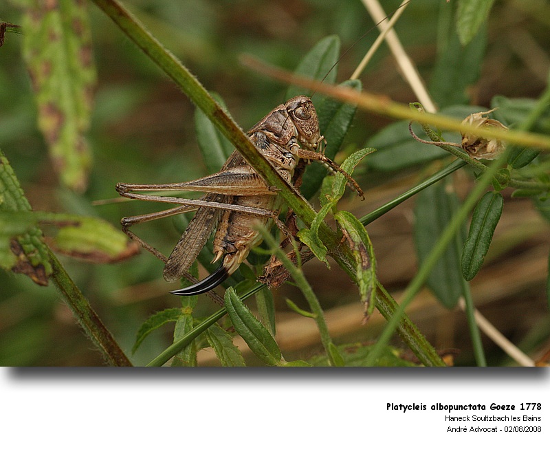 Platycleis albopunctata Goeze 1778 (Decticelle chagrinée) #5012