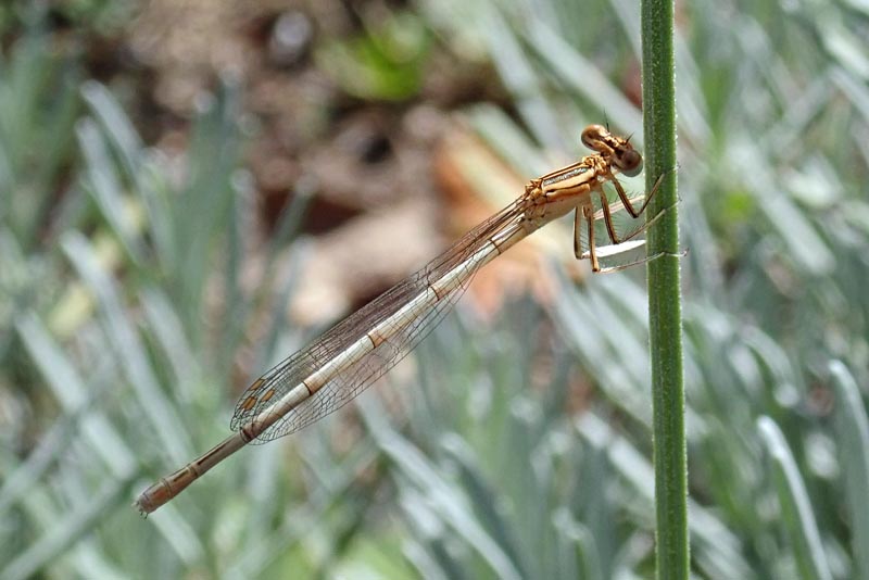 Platycnemis pennipes (Pallas, 1771) #60080