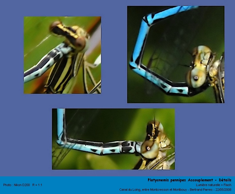 Platycnemis pennipes Pallas 1771 #4053
