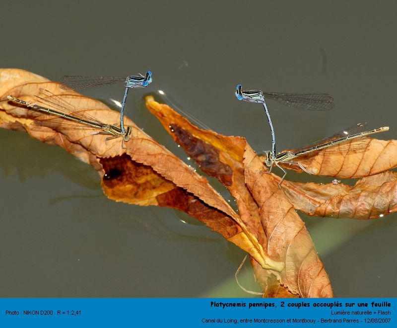 Platycnemis pennipes Pallas 1771 #4057