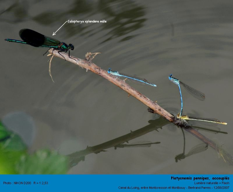 Platycnemis pennipes Pallas 1771 #4055