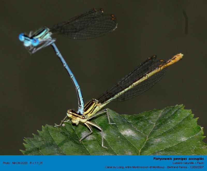 Platycnemis pennipes Pallas 1771 #4056