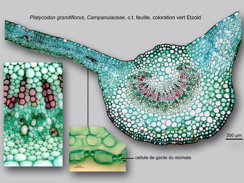 Platycodon grandiflorus, histologie, histology. #24464