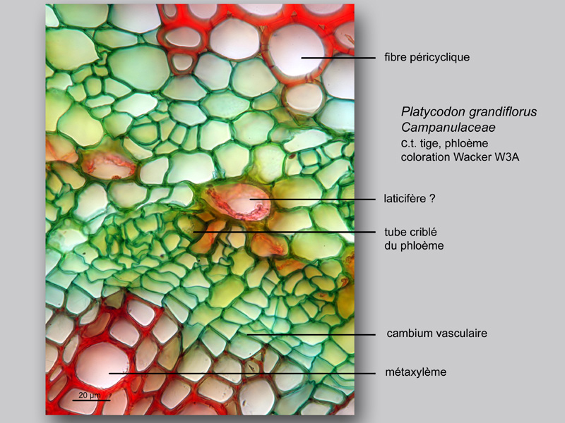 Platycodon grandiflorus, histologie, histology. #24463