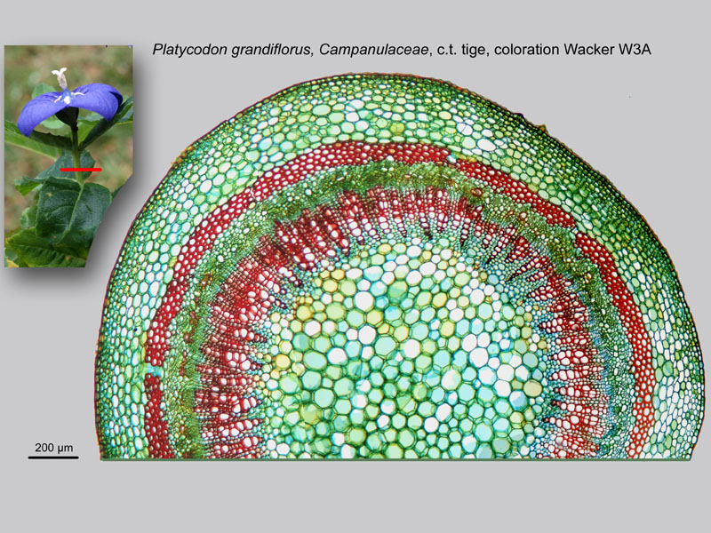 Platycodon grandiflorus, histologie, histology. #24461