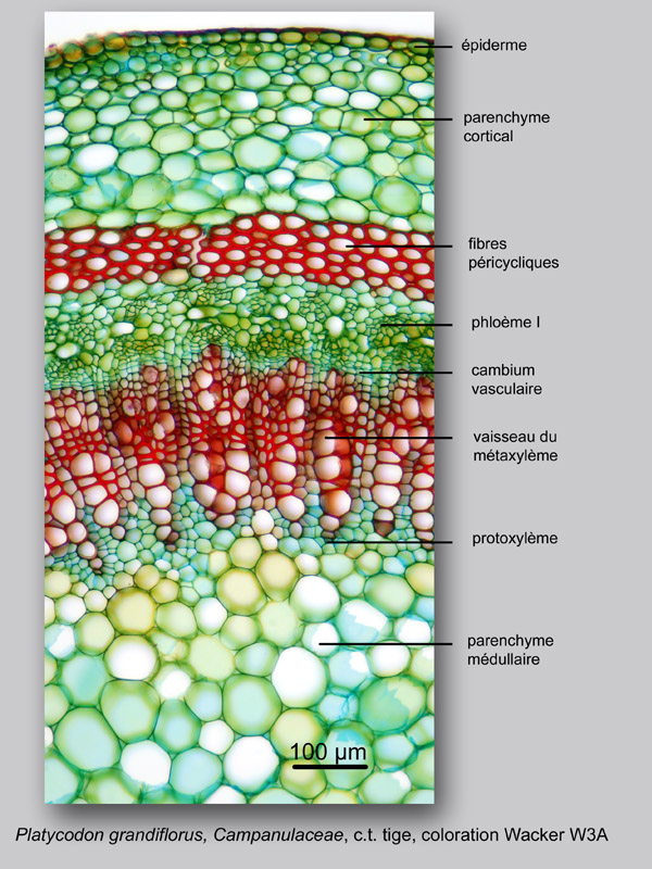 Platycodon grandiflorus, histologie, histology. #24462