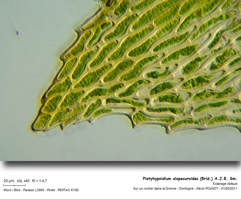 Platyhypnidium alopecuroides (Brid.) A.J.E. Sm. #22004