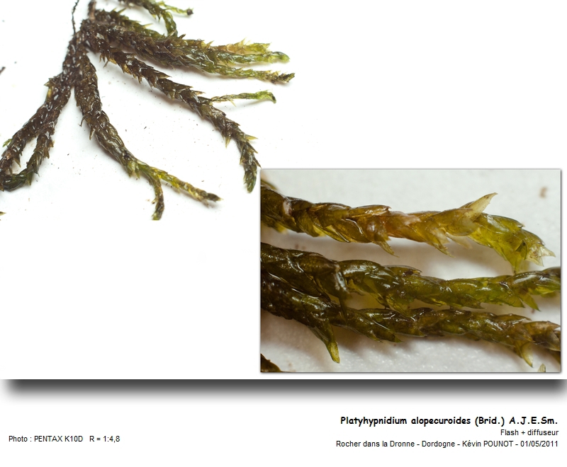 Platyhypnidium alopecuroides (Brid.) A.J.E. Sm. #22001