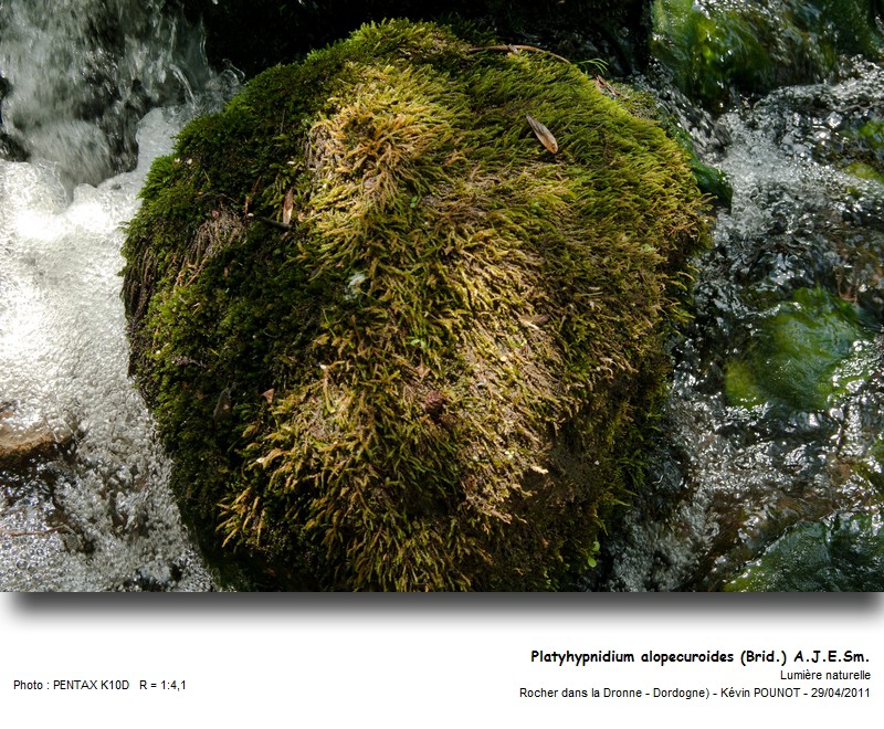 Platyhypnidium alopecuroides (Brid.) A.J.E. Sm. #22000