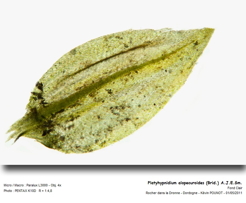 Platyhypnidium alopecuroides (Brid.) A.J.E. Sm. #22002