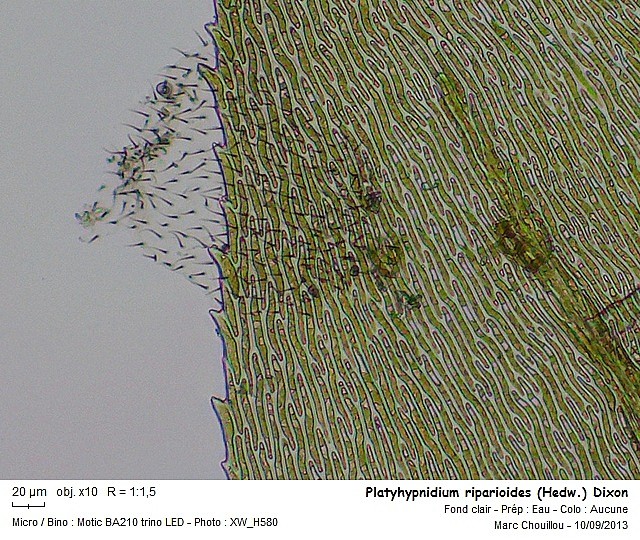 Platyhypnidium riparioides (Hedw.) Dixon #33787