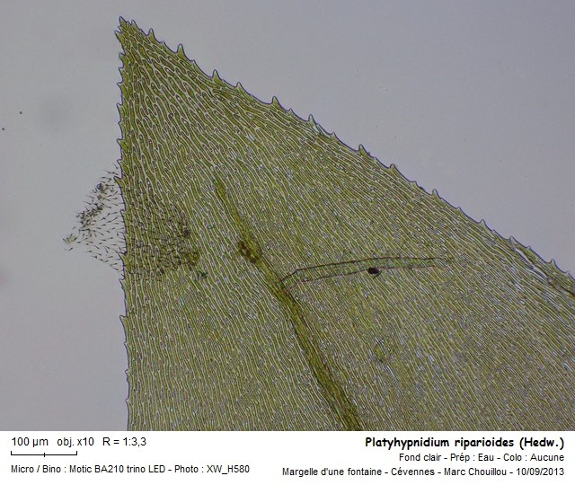 Platyhypnidium riparioides (Hedw.) Dixon #33786