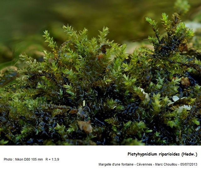 Platyhypnidium riparioides (Hedw.) Dixon #33778