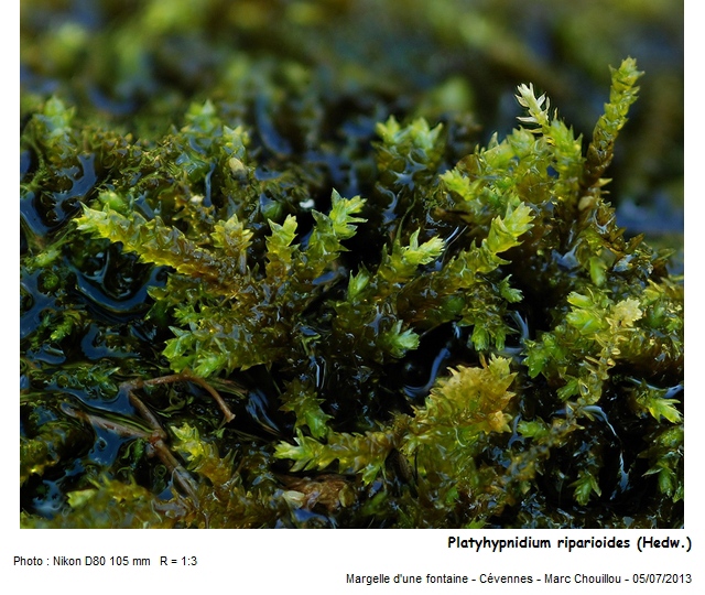 Platyhypnidium riparioides (Hedw.) Dixon #33779