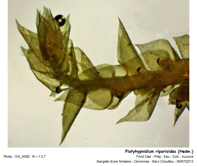 Platyhypnidium riparioides (Hedw.) Dixon #33784