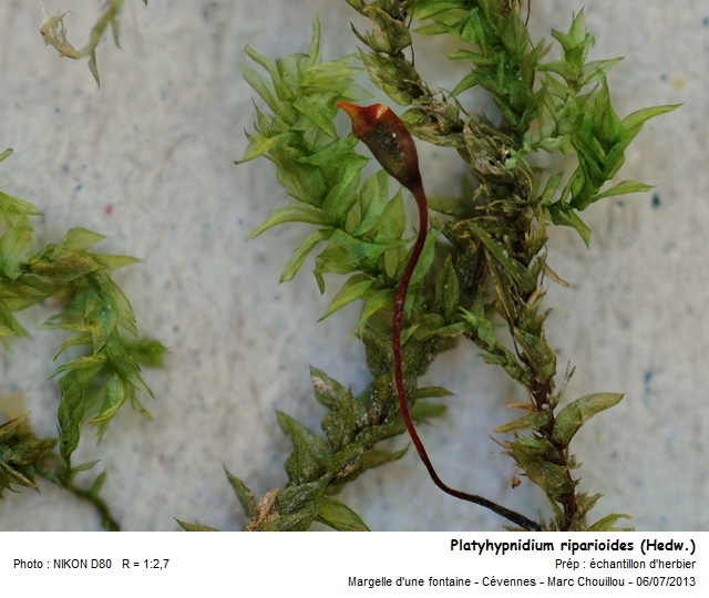 Platyhypnidium riparioides (Hedw.) Dixon #33782