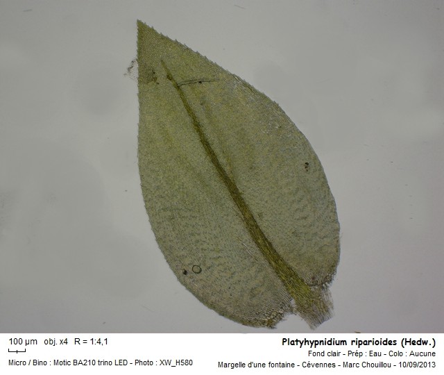 Platyhypnidium riparioides (Hedw.) Dixon #33785