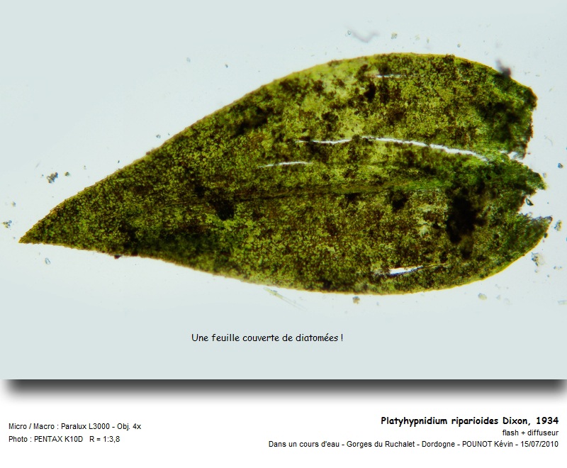 Platyhypnidium riparioides Dixon, 1934 #17109