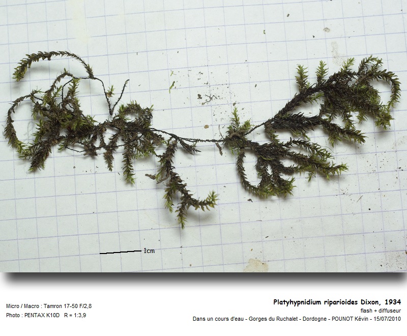 Platyhypnidium riparioides Dixon, 1934 #17106