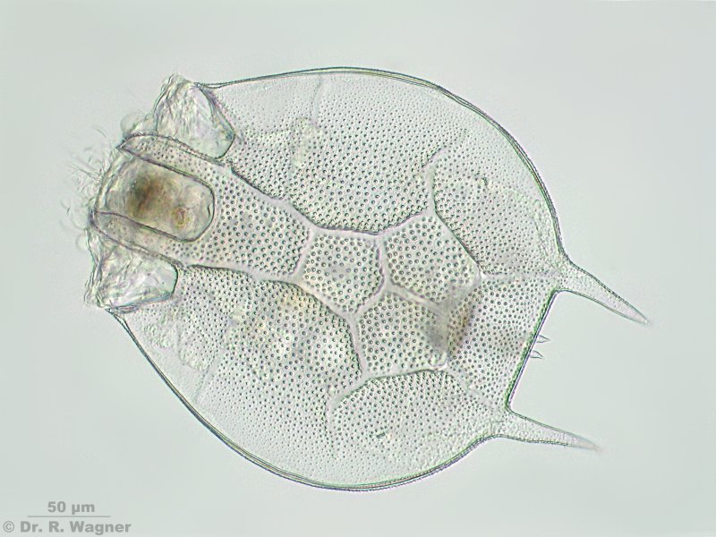 Platyias quadricornis #3994