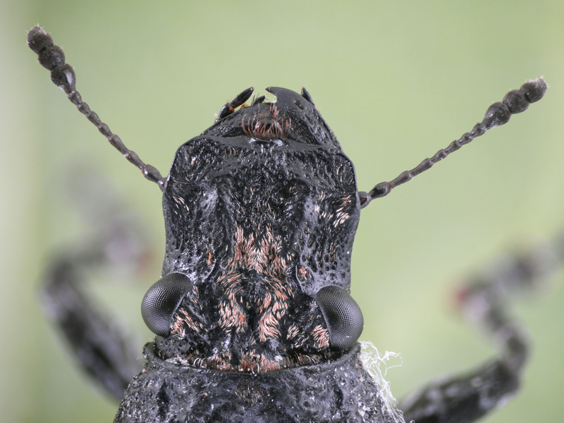 Platyrhinus resinosus #50981