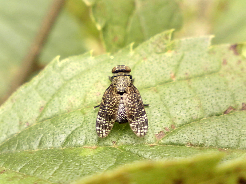 Platystoma seminationis #32116