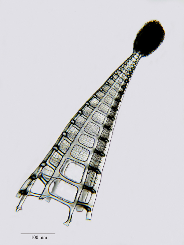 Plectopyramis magnifica Hckl. #21155
