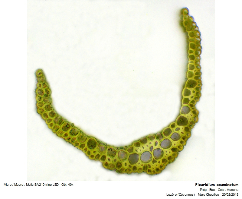 Pleuridium acuminatum Lindb. #40737
