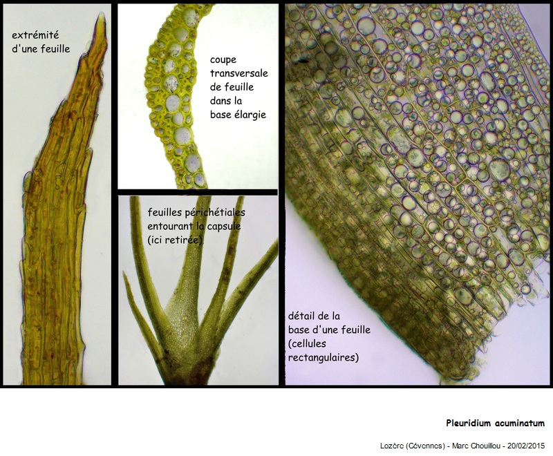 Pleuridium acuminatum Lindb. #40736