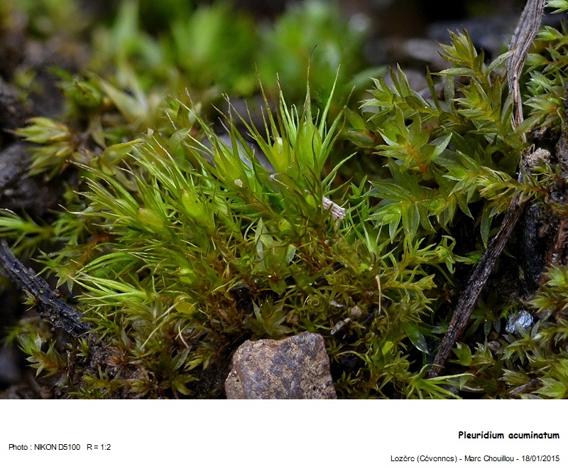 Pleuridium acuminatum Lindb. #40734