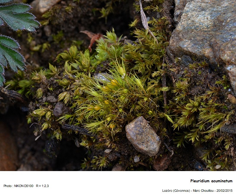 Pleuridium acuminatum Lindb. #40735