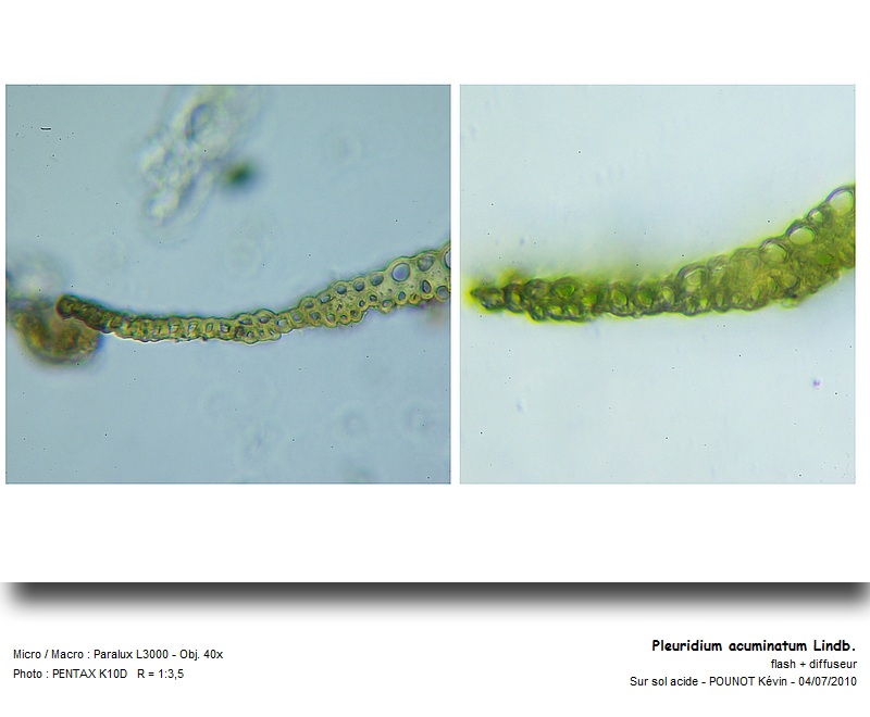 Pleuridium acuminatum Lindb. #16948