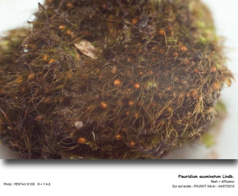 Pleuridium acuminatum Lindb. #16945