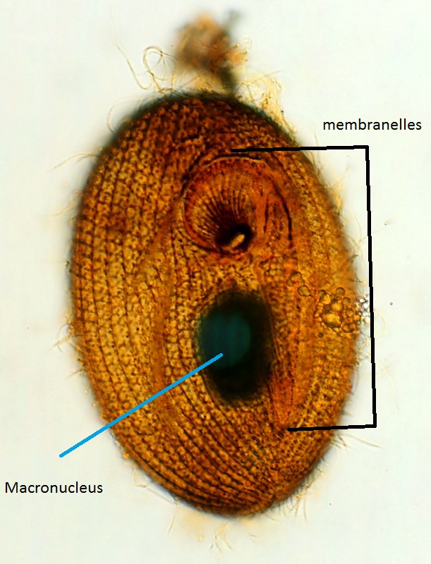Pleuronema (cilié voilé) #43823
