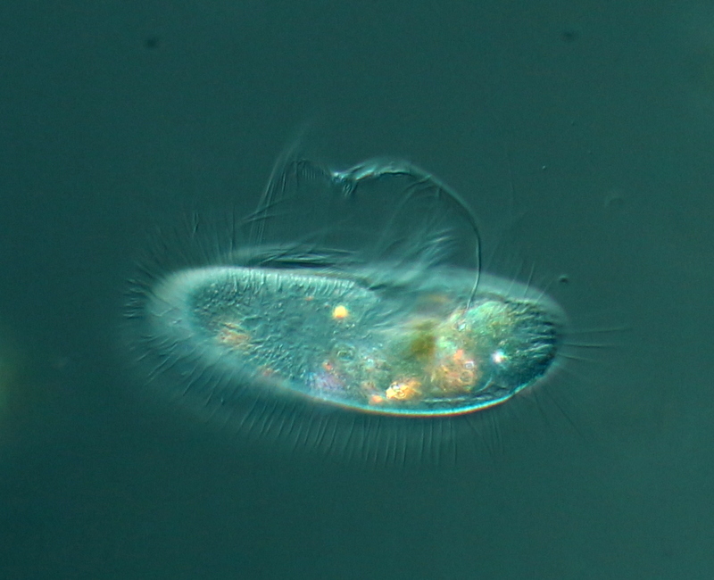 Pleuronema (cilié voilé) #43825